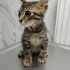 😺Yavru İçin Acil Yuva😺 fotoğraf