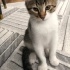 Osmana kalıcı yuva fotoğraf