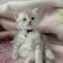 1 bucuk aylik disi erkek bebeklerimiz fotoğraf