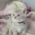 1 bucuk aylik disi erkek bebeklerimiz fotoğraf
