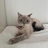 Shorthair kıza acil yuva fotoğraf