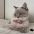 Shorthair kıza acil yuva fotoğraf