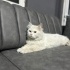 Ücretsiz sahiplenme pofidik British kedi acil yuva fotoğraf