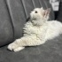 Ücretsiz sahiplenme pofidik British kedi acil yuva fotoğraf