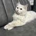 Ücretsiz sahiplenme pofidik British kedi acil yuva fotoğraf