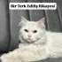 Ücretsiz sahiplenme pofidik British kedi acil yuva fotoğraf