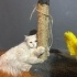 Ücretsiz sahiplenme pofidik British kedi acil yuva fotoğraf