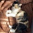6 aylık dişi calico fotoğraf