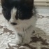 Acil sahiplendirilmeli fotoğraf