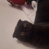 Scottish fold kalıcı yuvasını arıyor fotoğraf