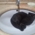 Scottish fold kalıcı yuvasını arıyor fotoğraf