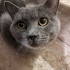 SOKAĞA BIRAKILMIŞ BRİTİSH SHORTHAIR EV KEDİSİ ONUN DA Bİ YUVASI OLMASIN MI fotoğraf