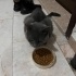 SOKAĞA BIRAKILMIŞ BRİTİSH SHORTHAIR EV KEDİSİ ONUN DA Bİ YUVASI OLMASIN MI fotoğraf