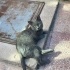 SOKAĞA BIRAKILMIŞ BRİTİSH SHORTHAIR EV KEDİSİ ONUN DA Bİ YUVASI OLMASIN MI fotoğraf
