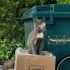 SOKAĞA BIRAKILMIŞ BRİTİSH SHORTHAIR EV KEDİSİ ONUN DA Bİ YUVASI OLMASIN MI fotoğraf