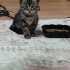 Bir buçuk aylık kedi fotoğraf