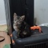 Bir buçuk aylık kedi