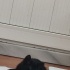 Sevgi dolu, oyuncu yavru yuva arıyor fotoğraf