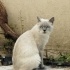 Gandalf yuvasini ariyor fotoğraf