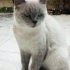 Gandalf yuvasini ariyor fotoğraf