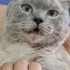 Gandalf yuvasini ariyor fotoğraf