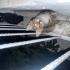 Gözlerinde sorun olan ve rehberi bulunan kedi