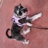 Minyatür Schnauzer 9 aylik fotoğraf