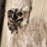 Minyatür Schnauzer 9 aylik fotoğraf