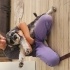 Minyatür Schnauzer 9 aylik fotoğraf