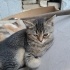 6 aylık sakin ve oyuncu kedi efees fotoğraf