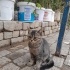 6 aylık sakin ve oyuncu kedi efees fotoğraf