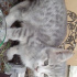 Gri yavru kedi acil yuva fotoğraf