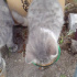 Gri yavru kedi acil yuva fotoğraf