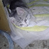 Gri yavru kedi acil yuva fotoğraf