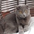 Scottish fold kıza acil yuva