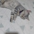 Ülke değişikliği sebebiyle sahiplendirme fotoğraf