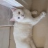 Dünya Tatlısı Pamuk yuva arıyor ♥️ fotoğraf
