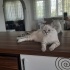 Çok cana yakın çok uyumludur fotoğraf