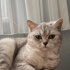 1 YAŞINDA KISIR, ÇİPLİ VE AŞILI BRİTİSH SORTHAİR fotoğraf