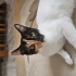 Cok temiz ve tatlış bir kedi fotoğraf