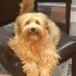 8 Aylık Maltipoo Kızımızı Ücretsiz Sahiplendiriyoruz