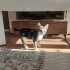 İki aylık erkek kedi fotoğraf