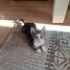 İki aylık erkek kedi fotoğraf