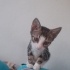 İki aylık erkek kedi fotoğraf