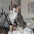 İki aylık erkek kedi
