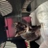 3 aylık erkek smokin kedi fotoğraf