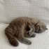 2 yaşında sevimli ve kalıcı yuva arayan bi kedi fotoğraf