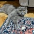 2 yaşında sevimli ve kalıcı yuva arayan bi kedi fotoğraf
