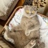 2 yaşında sevimli ve kalıcı yuva arayan bi kedi fotoğraf