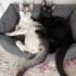 Sevecen Kömür ve Gümüş ömürlük ailelerini arıyor fotoğraf